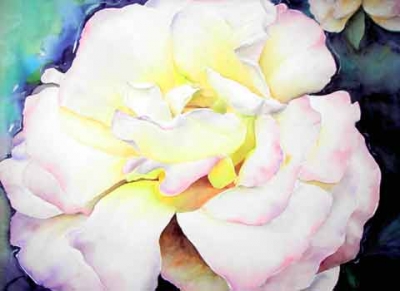 Weiße Rose, Aquarell (56x76cm)